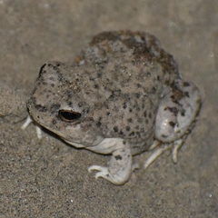 Pleurodema nebulosum