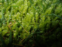 Rhynchostegium megapolitanum