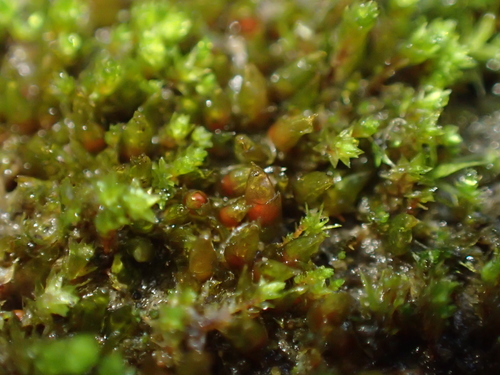 Image of Acaulon muticum by (c) George Greiff, some rights reserved (CC BY)