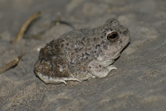 Pleurodema nebulosum