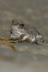 Pleurodema nebulosum