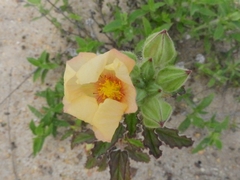 Angiospermae