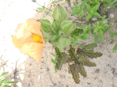 Angiospermae