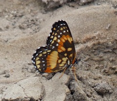 Chlosyne lacinia saundersi