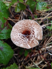 Lepiota felina