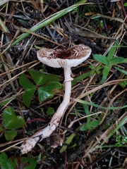 Lepiota felina