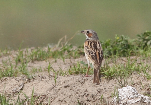 Chestnut-eared Bunting