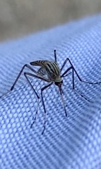 Aedes vittiger