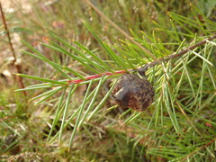 Hakea decurrens physocarpa