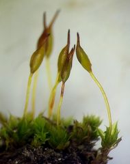 Tortula viridifolia