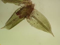 Tortula viridifolia