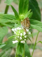 Aricoris campestris
