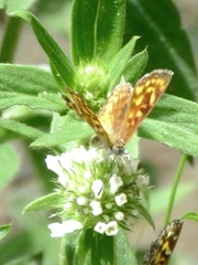 Aricoris campestris