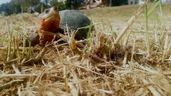 Kinosternon scorpioides