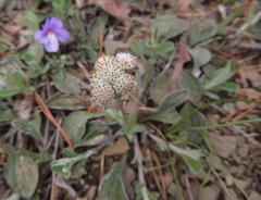 Antennaria virginica