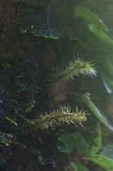 Ptychomnion aciculare