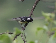 Periparus venustulus