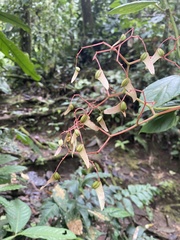 Begonia glabra