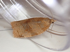 Pandemis cinnamomeana
