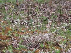 Antennaria virginica
