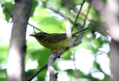 Phylloscopus soror