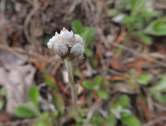 Antennaria virginica