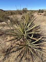 Yucca schidigera