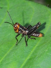 Tropidacris collaris