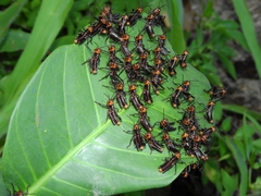 Tropidacris collaris