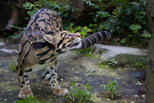 Mainland Clouded Leopard