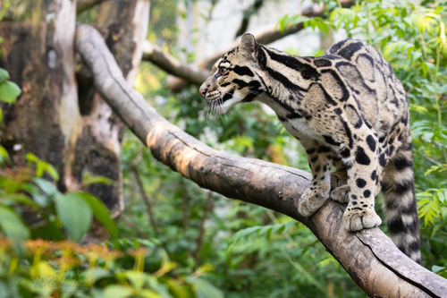Mainland Clouded Leopard