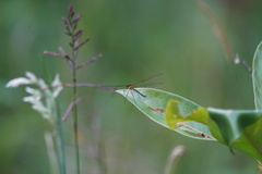 Teinopodagrion