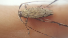 Anisopodus affinis
