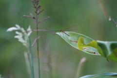 Teinopodagrion