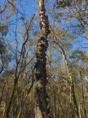 Auricularia angiospermarum