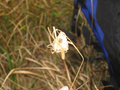 Cheiracanthium erraticum