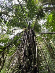 Cocoseae