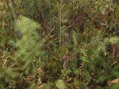 Hakea decurrens physocarpa