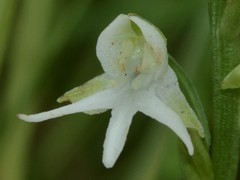 Habenaria halata