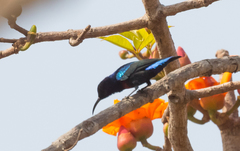 Cinnyris coccinigastrus