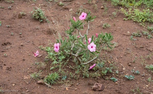 Adenium image