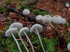 Mycena clavicularis