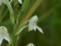 Habenaria halata