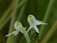 Habenaria halata