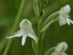 Habenaria halata