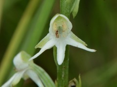 Habenaria halata