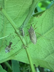 Anasa guttifera