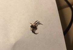 Xysticus texanus