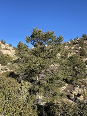 Pinus monophylla