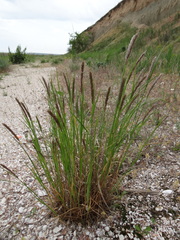Melica transsilvanica